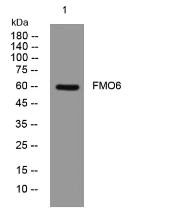 FMO6 rabbit pAb