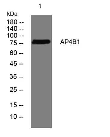 AP4B1 rabbit pAb - image 1