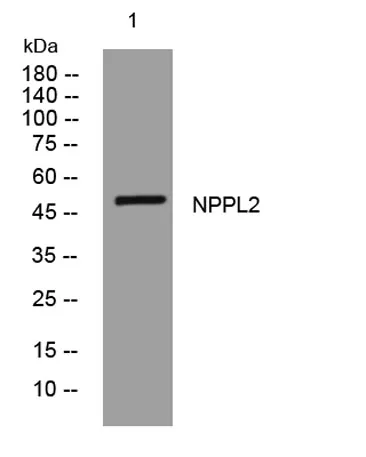 NPPL2 rabbit pAb