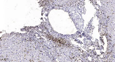 MMP9 (Cleaved-Met94) rabbit pAb - image 1