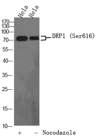 DRP1 (phospho-Ser616) rabbit pAb - image 1