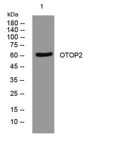 OTOP2 rabbit pAb