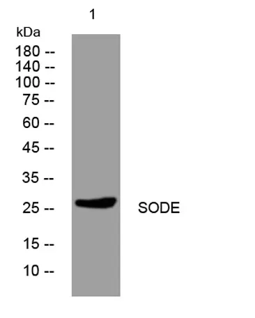 SODE rabbit pAb