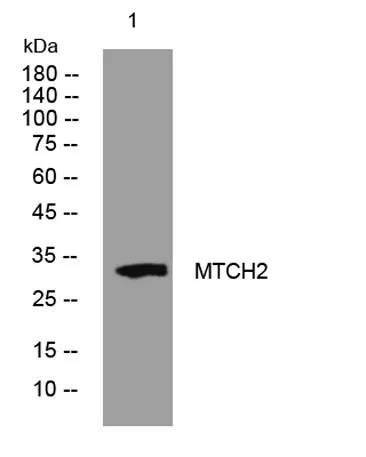 MTCH2 rabbit pAb - image 1