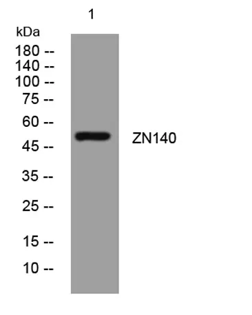 ZN140 rabbit pAb