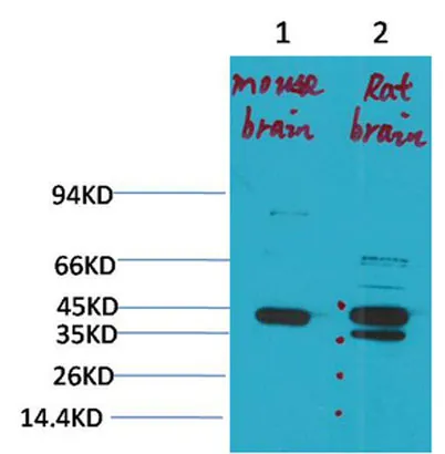 KCNK9 (TASK-3) rabbit pAb