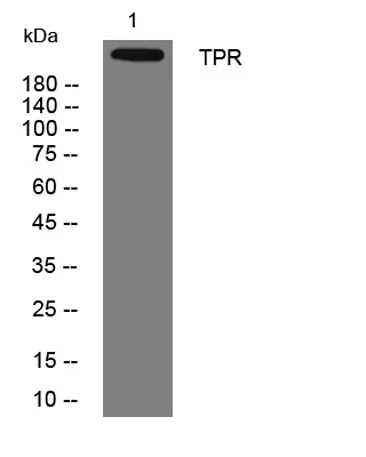 TPR rabbit pAb