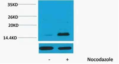 Histone H3 (Phospho Thr32) rabbit pAb - image 1
