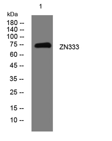 ZN333 rabbit pAb