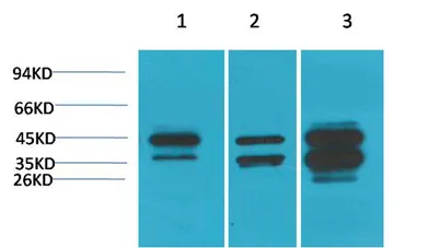 DUSP6 rabbit pAb - image 1