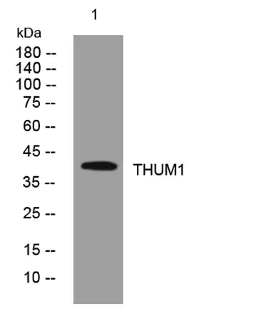 THUM1 rabbit pAb