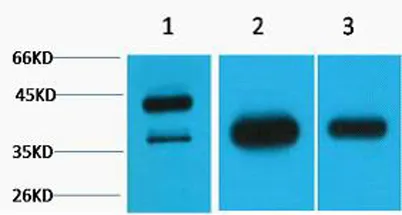 GAP43 rabbit pAb - image 1