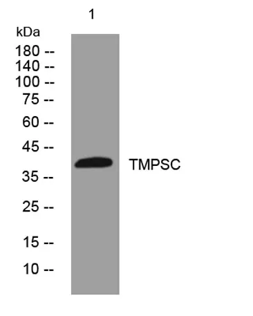 TMPSC rabbit pAb