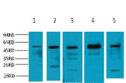 α-tubulin rabbit pAb
