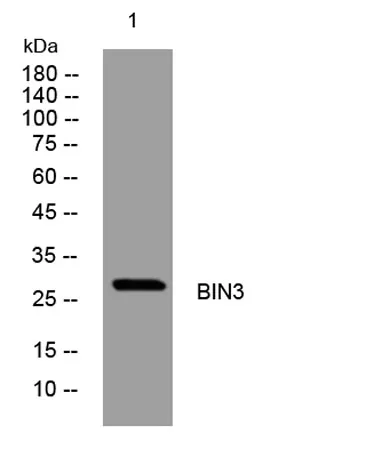 BIN3 rabbit pAb