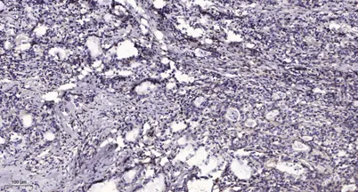CCD19 rabbit pAb