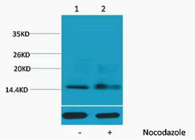 Histone H1 (Phospho Ser1) rabbit pAb