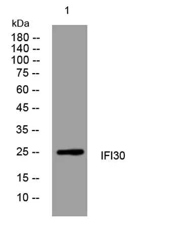 IFI30 rabbit pAb