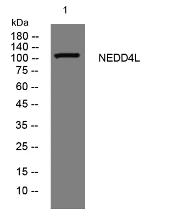 NEDD4L rabbit pAb - image 1