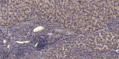 Myosin IIa (phospho-Ser1943) rabbit pAb - image 1