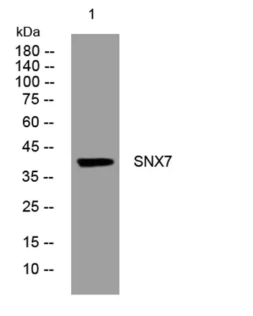 SNX7 rabbit pAb - image 1