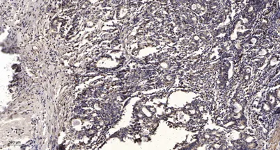 ITIH3 (Cleaved-Asp651) rabbit pAb - image 1