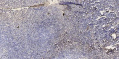 APOC1 Rabbit pAb - image 1