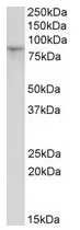 HCN3 Goat Polyclonal Antibody - image 1