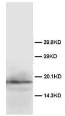 FGF2 Rabbit Polyclonal Antibody - image 1