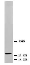 BDNF Rabbit Polyclonal Antibody - image 1