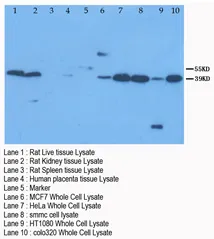 XAF1 (C-term) Rabbit Polyclonal Antibody - image 1
