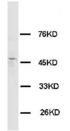 HRH3 (C-term) Rabbit Polyclonal Antibody - image 1