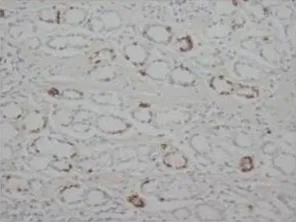 STAT1 (C-term) Rabbit Polyclonal Antibody - image 1