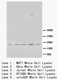 Bcl x (BCL2L1) (Bcl-xS) Rabbit Polyclonal Antibody - image 1