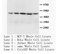 MTCO1 (COX1) (N-term) Rabbit Polyclonal Antibody - image 1