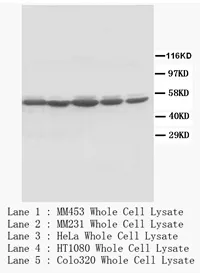 c Fos (FOS) (N-term) Rabbit Polyclonal Antibody - image 1