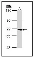 Complement C9 (C9) (184-411) Rabbit Polyclonal Antibody - image 1