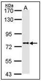 DPP8 Rabbit Polyclonal Antibody - image 1