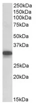 Cyb5r3 (C-term) Goat Polyclonal Antibody - image 1