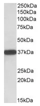 CYB5R3 (C-term) Goat Polyclonal Antibody - image 1