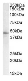 STAP2 (C-term) Goat Polyclonal Antibody - image 1