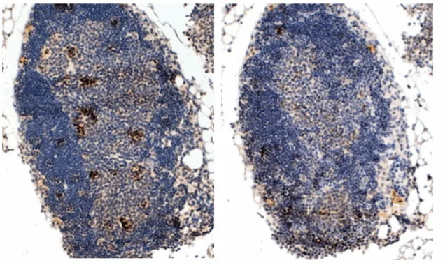 Foxp3 (C-term) Goat Polyclonal Antibody - image 1