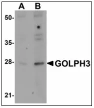 GOLPH3 (N-term) Rabbit Polyclonal Antibody - image 1