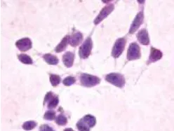 XPR1 (N-term) Rabbit Polyclonal Antibody - image 1