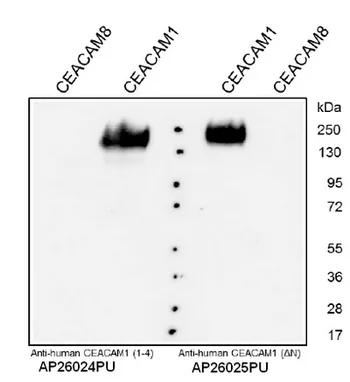 CEACAM1 (N-term) Rabbit Polyclonal Antibody - image 1