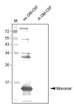 Csf2 Rabbit Polyclonal Antibody - image 1