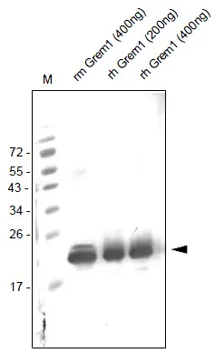 Gremlin 1 (GREM1) Rabbit Polyclonal Antibody - image 1