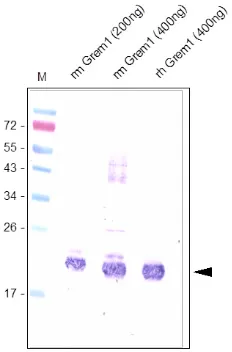 Grem1 Rabbit Polyclonal Antibody - image 1