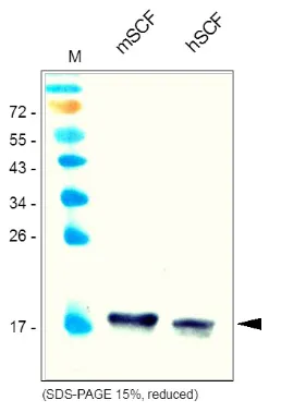 Kitl Rabbit Polyclonal Antibody - image 1