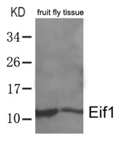 EIF1 (4-8) Rabbit Polyclonal Antibody - image 1